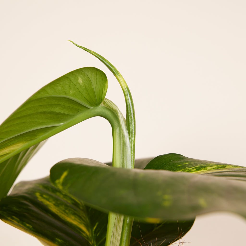 Epipremnum Aureum sobre tutor de musgo XXL – Planta de interior