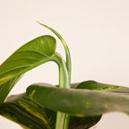Epipremnum Aureum sobre tutor de musgo XXL – Planta de interior