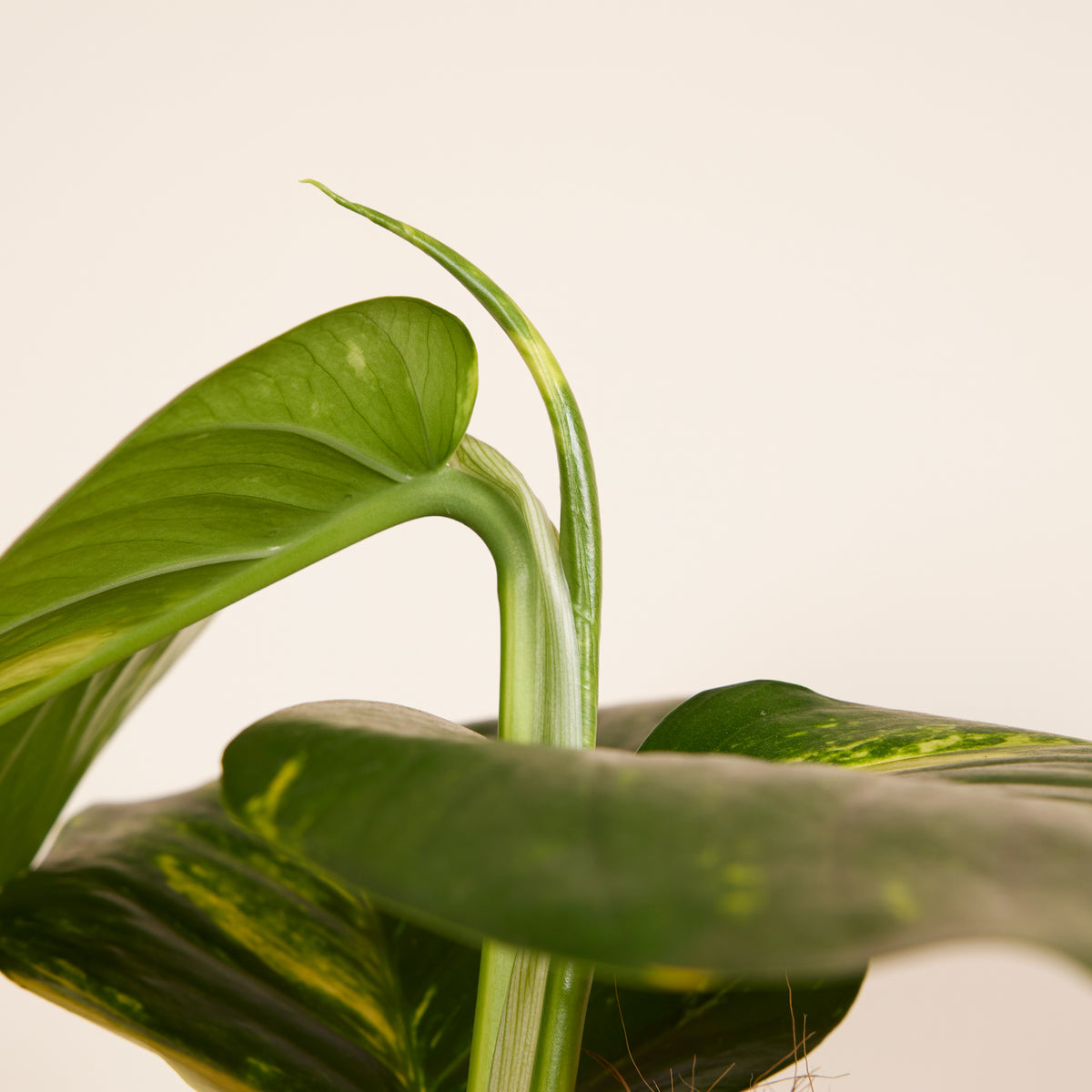 Epipremnum Aureum sobre tutor de musgo XXL – Planta de interior