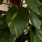 Epipremnum Aureum sobre tutor de musgo XXL – Planta de interior