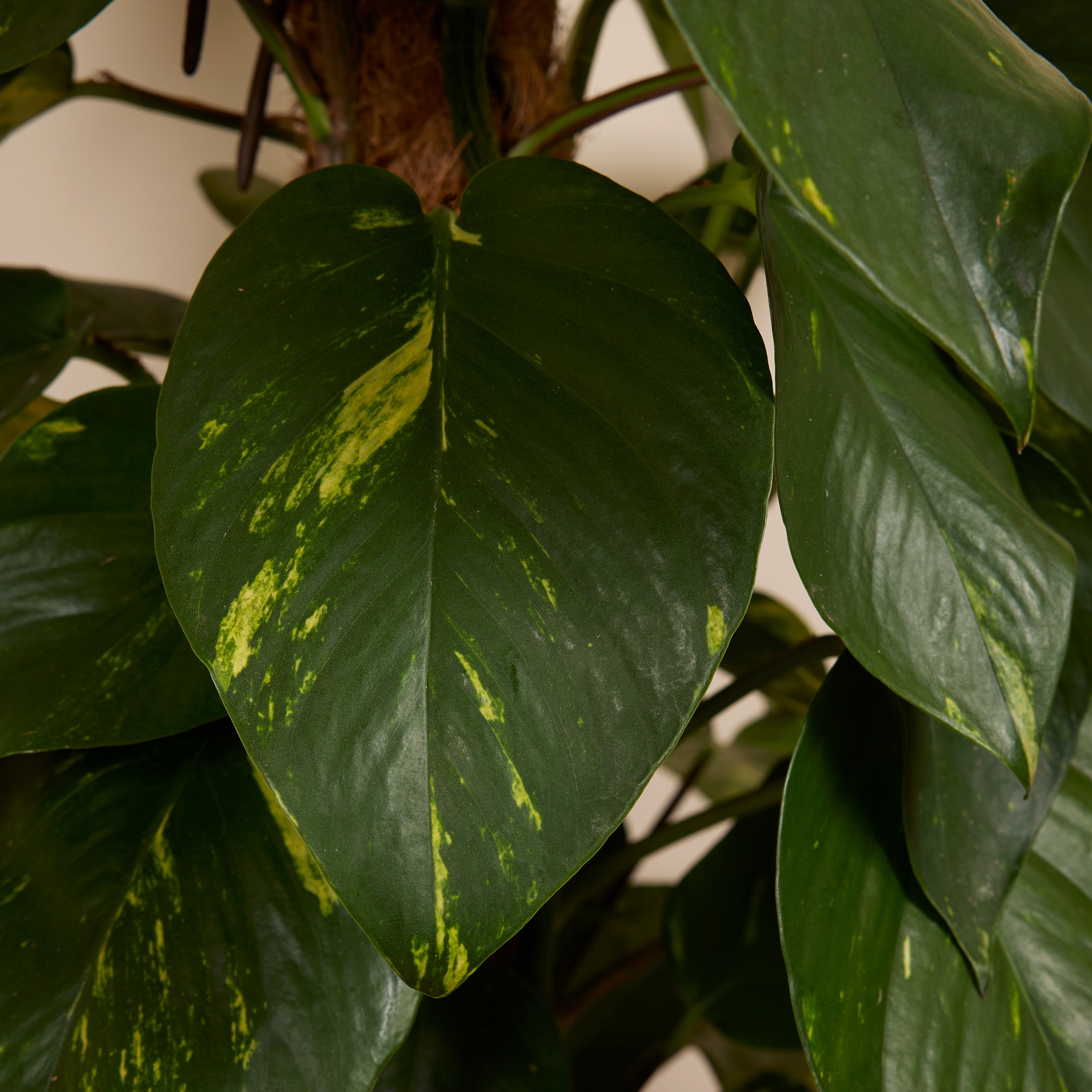 Epipremnum Aureum sobre tutor de musgo XXL – Planta de interior
