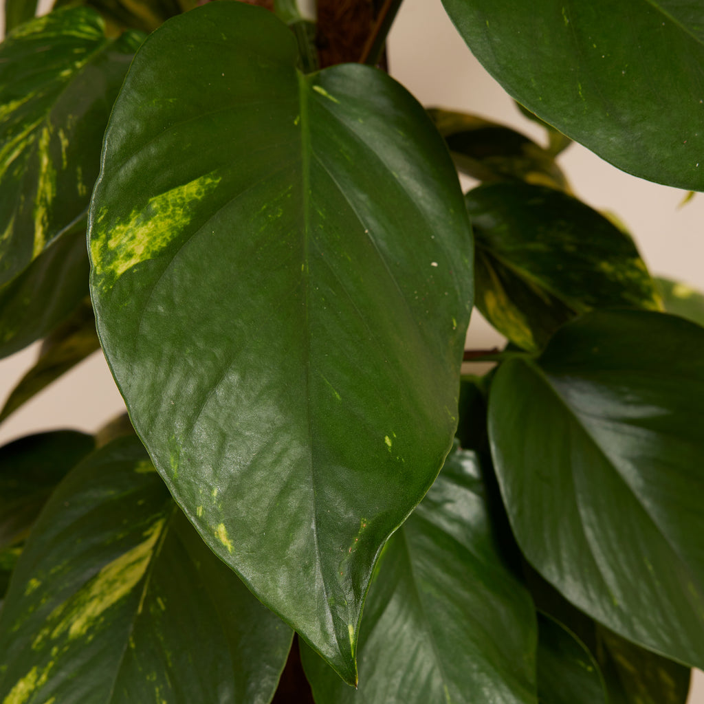 Epipremnum Aureum sobre tutor de musgo XXL – Planta de interior