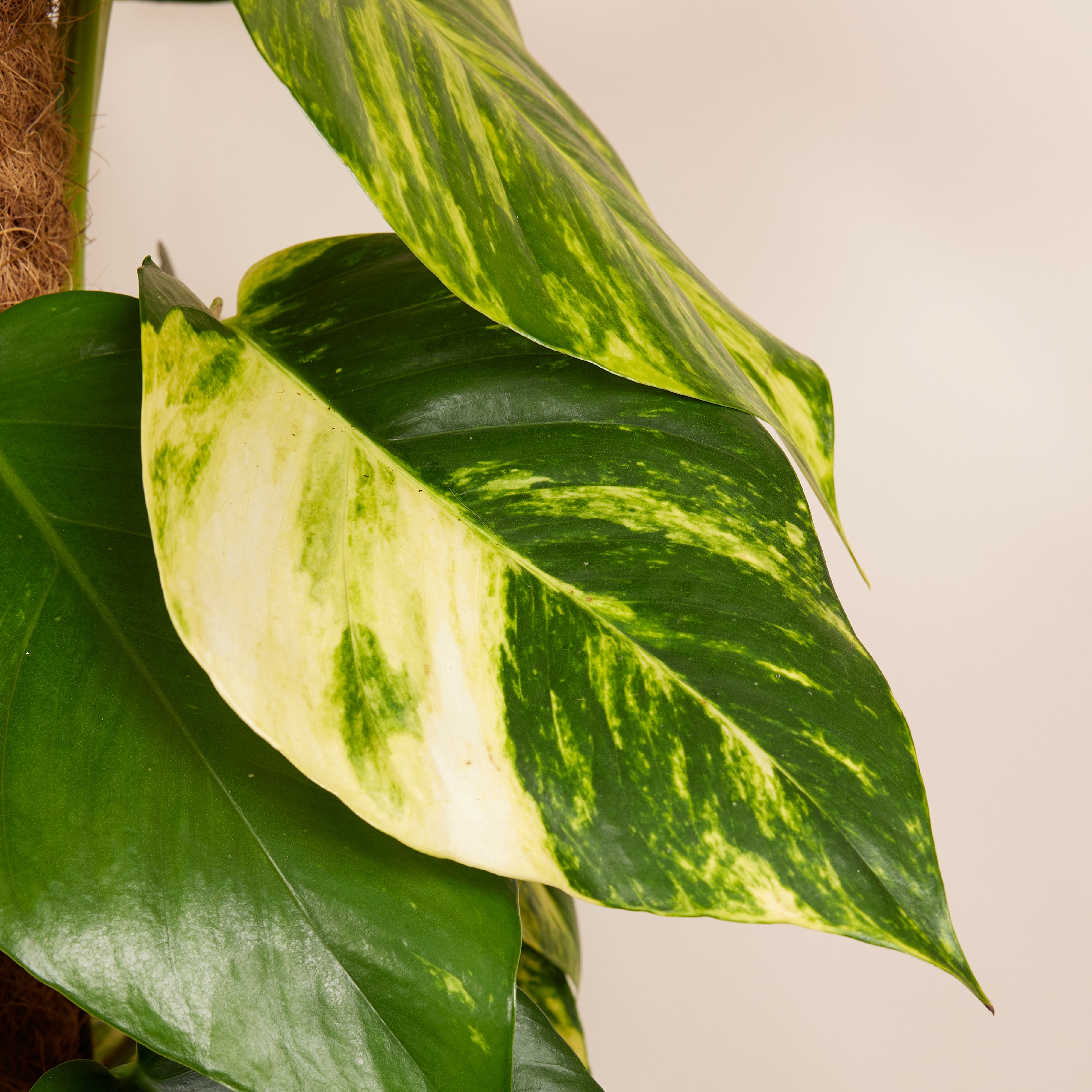 Epipremnum Aureum sobre tutor de musgo XXL – Planta de interior