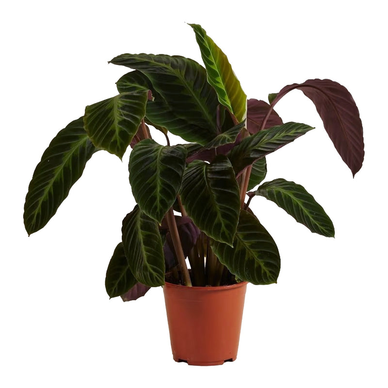 Calathéa Warscewiczii – Plante d'Intérieur