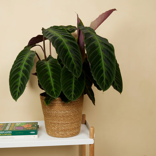 Calathéa Warscewiczii – Plante D'Intérieur