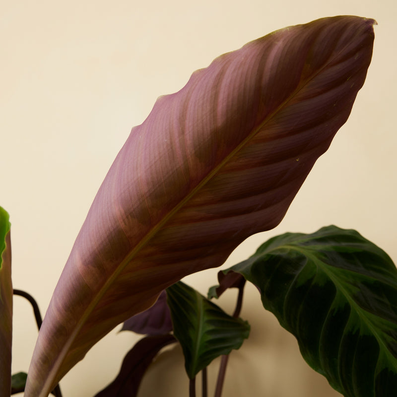 Calathéa Warscewiczii – Plante d'Intérieur