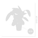 Calathéa Warscewiczii – Plante d'Intérieur