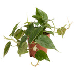 Philodendron Scandens – Houseplant