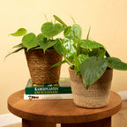 Philodendron Scandens – Houseplant