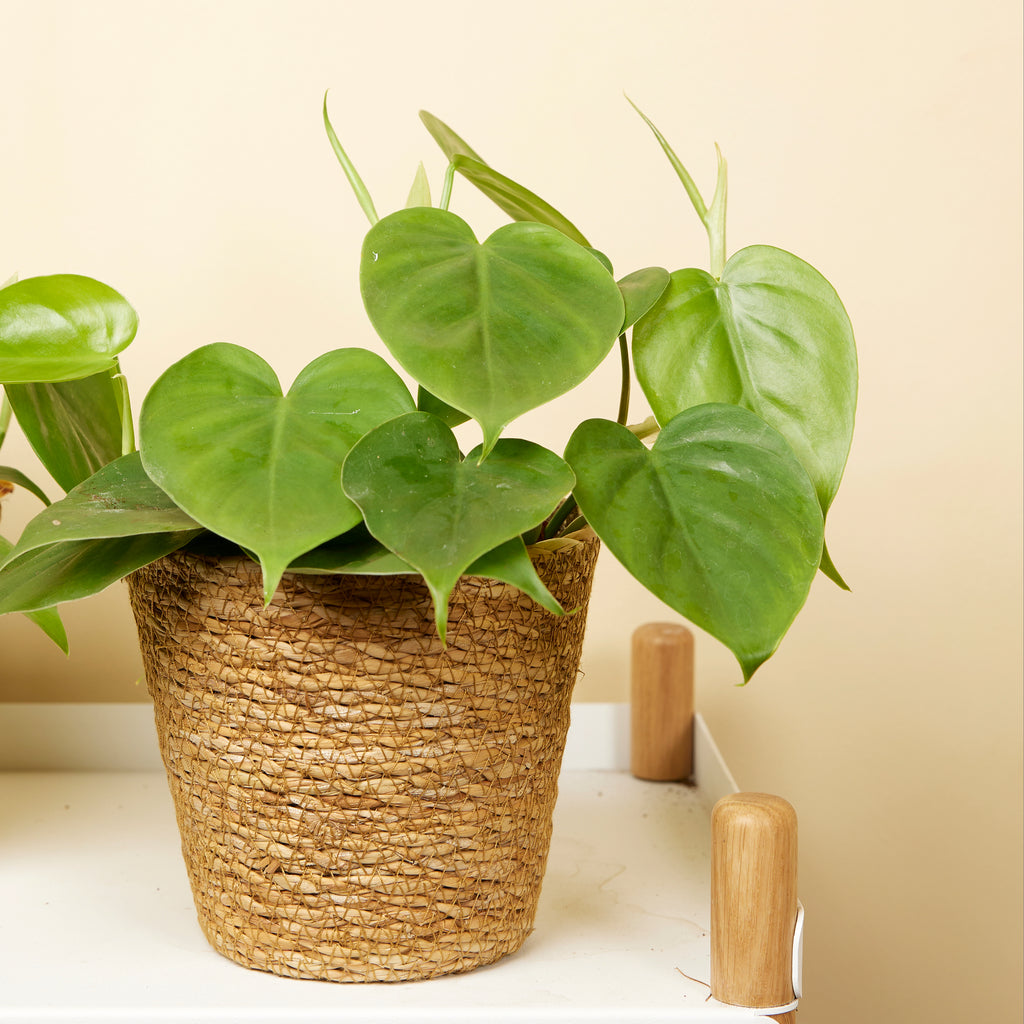 Philodendron Scandens – Houseplant