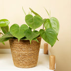 Philodendron Scandens – Houseplant