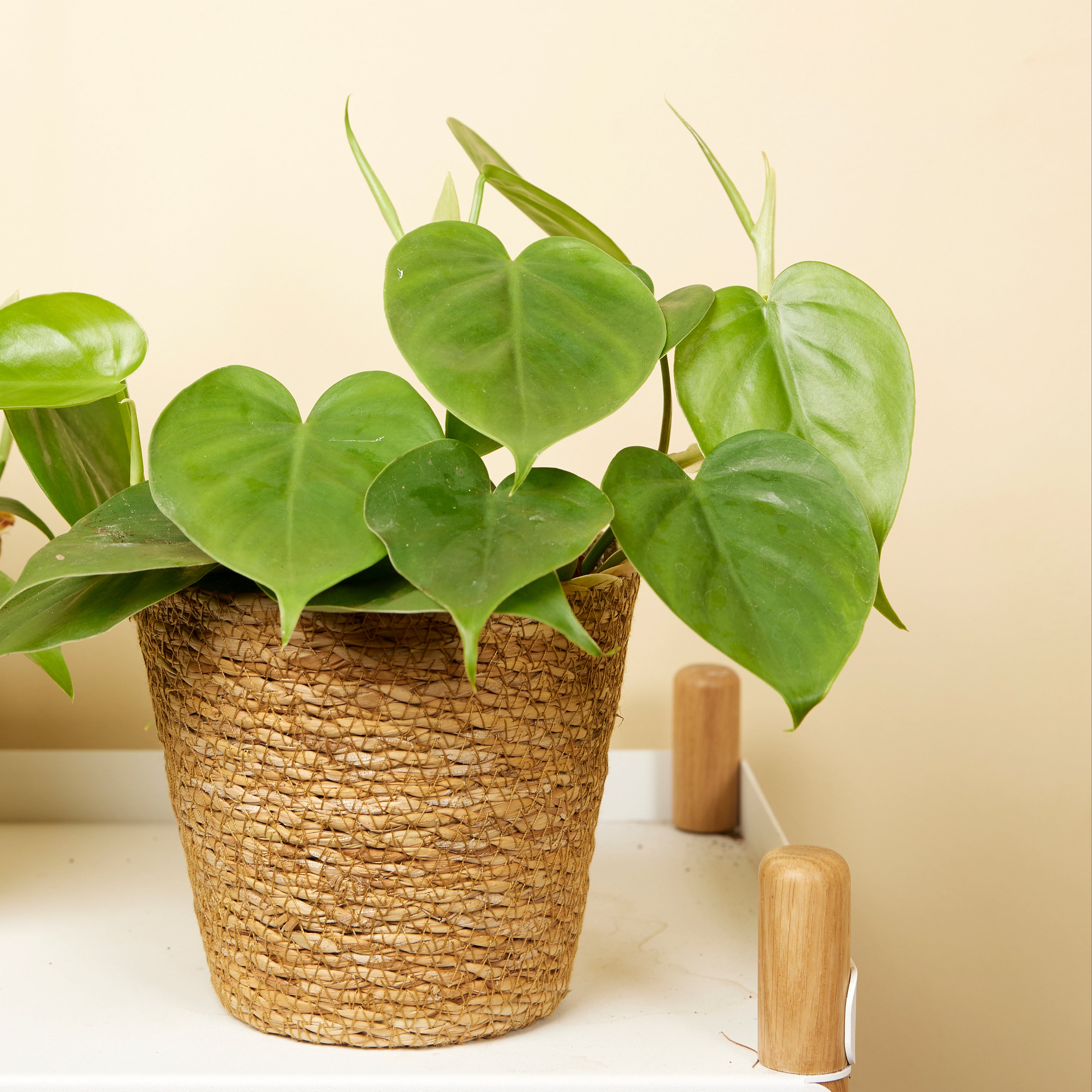 Philodendron Scandens – Houseplant