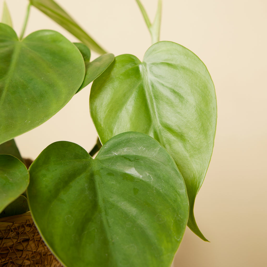 Philodendron Scandens – Houseplant