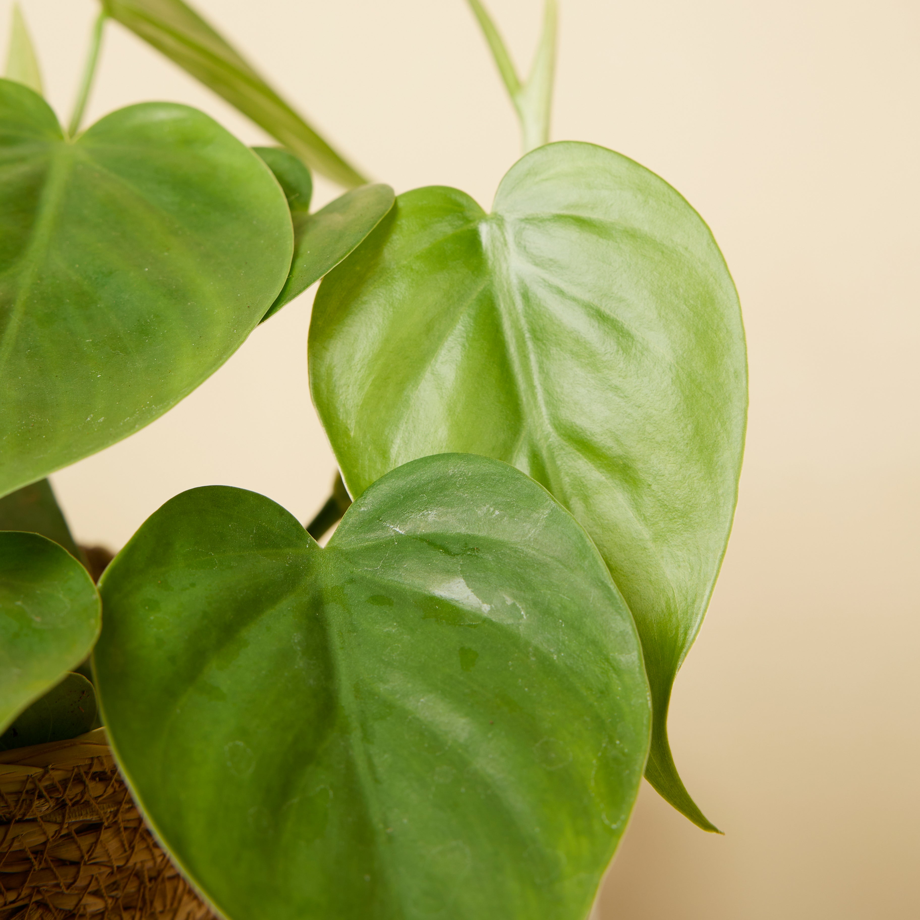 Philodendron Scandens – Houseplant