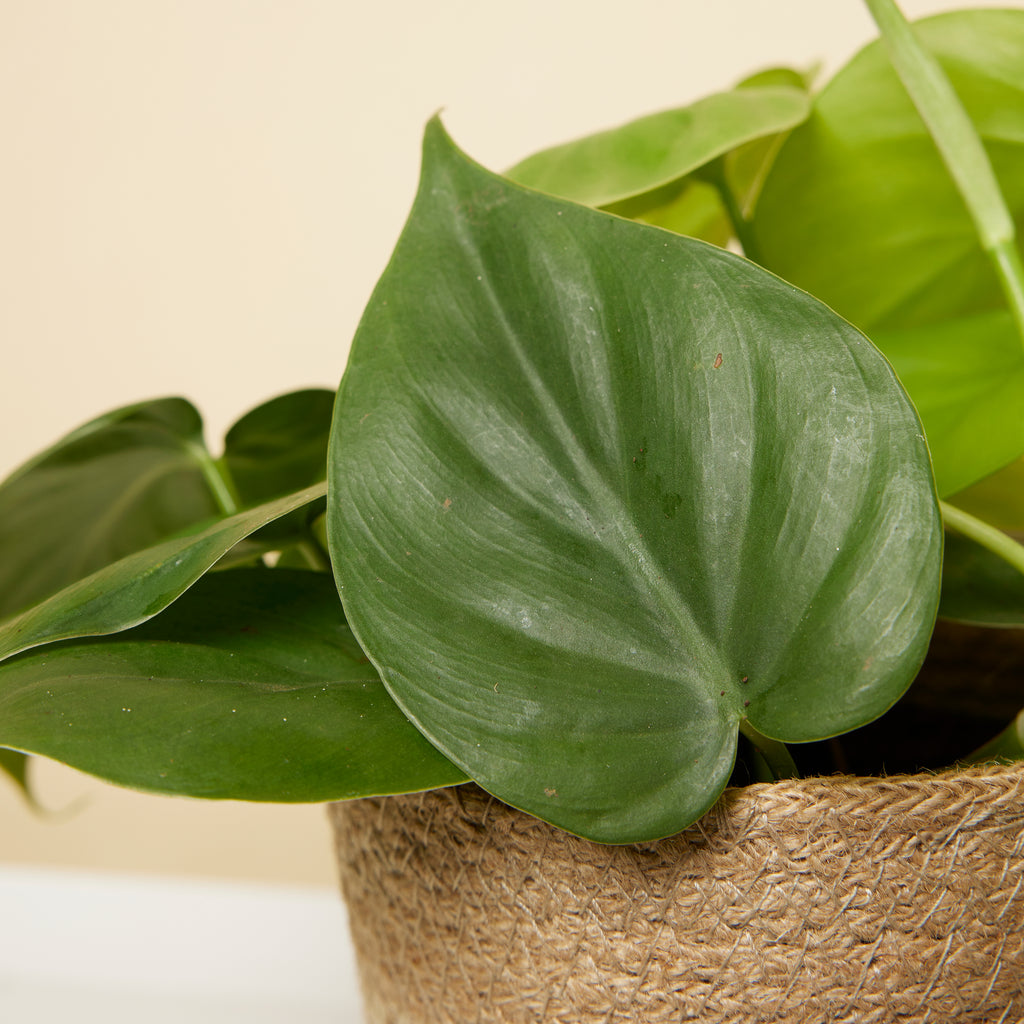 Philodendron Scandens – Houseplant