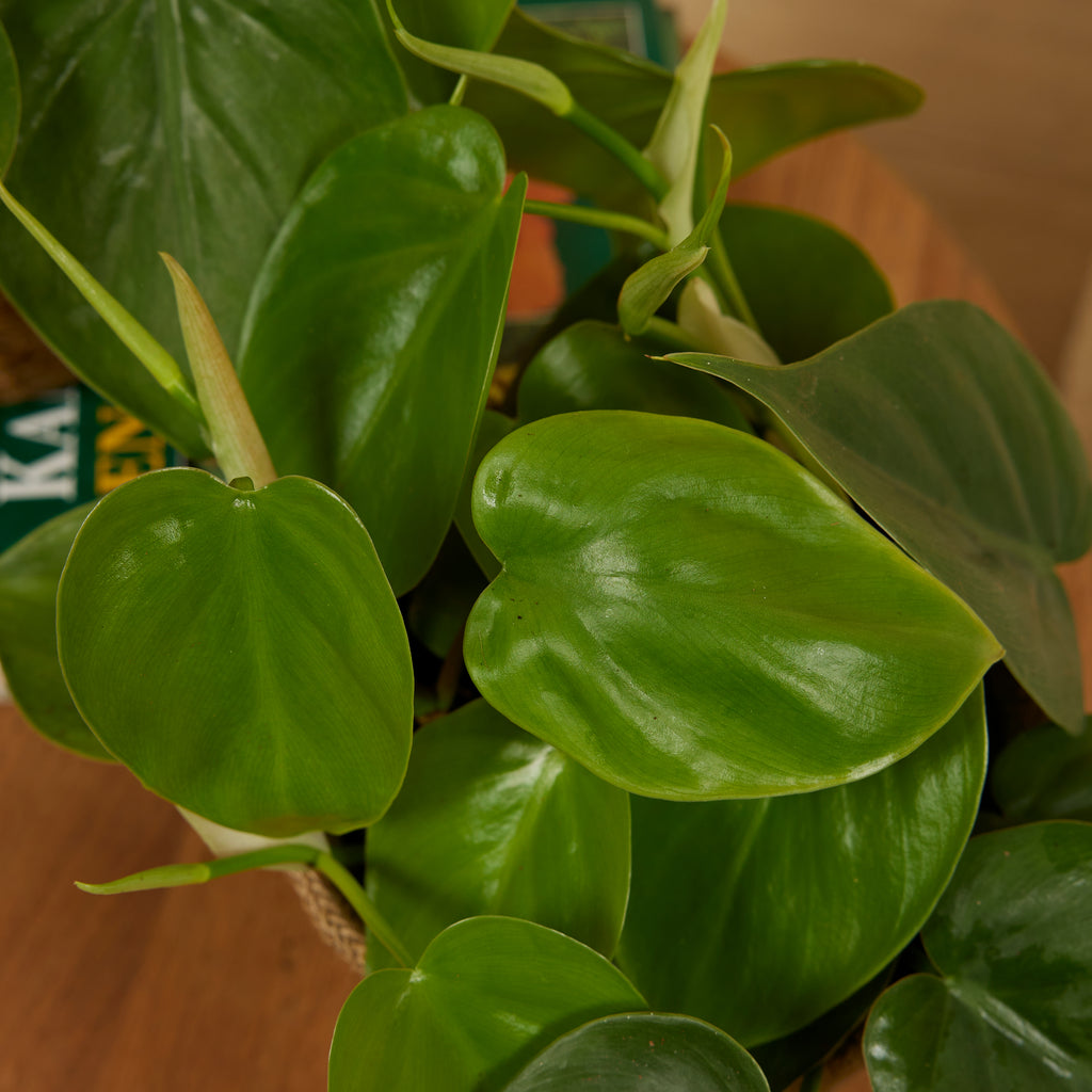 Philodendron Scandens – Houseplant