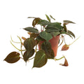 Philodendron Scandens Micans – Houseplant