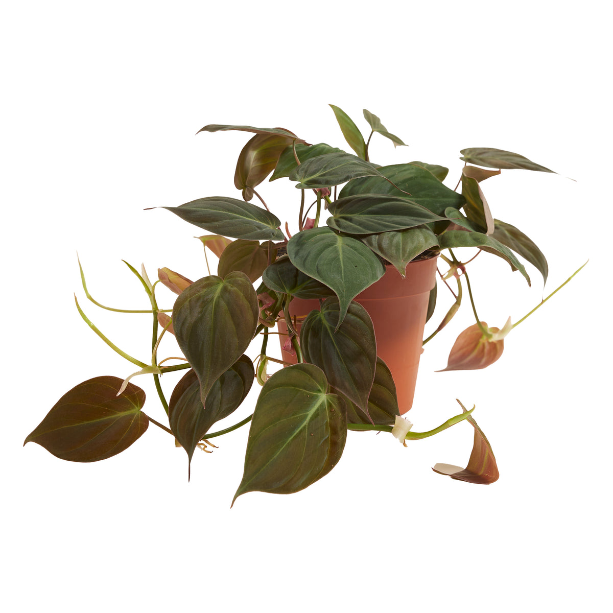 Philodendron Scandens Micans – Houseplant