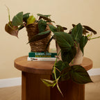 Philodendron Scandens Micans – Houseplant