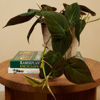 Philodendron Scandens Micans – Houseplant