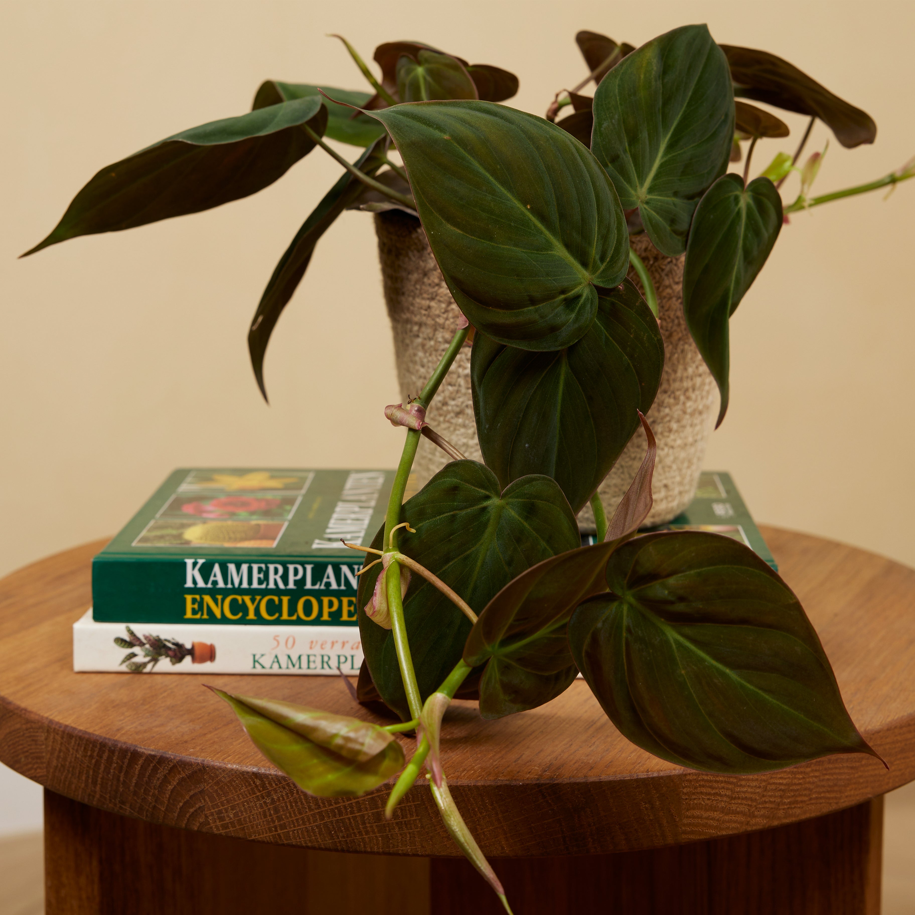 Philodendron Scandens Micans – Houseplant