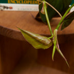 Philodendron Scandens Micans – Houseplant