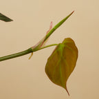 Philodendron Scandens Micans – Houseplant
