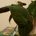 Philodendron Scandens Micans – Houseplant
