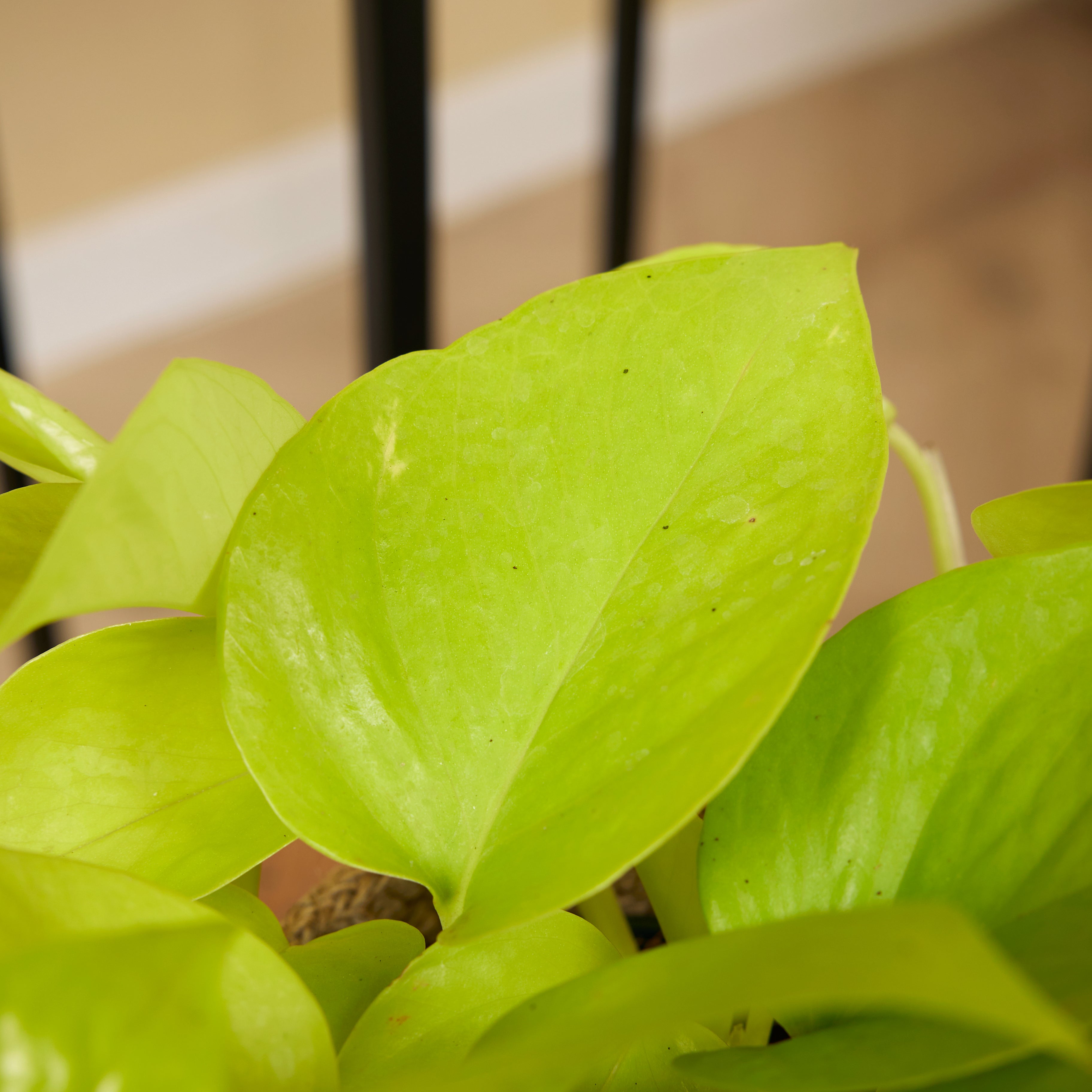 Scindapsus Golden Pothos – Plante D'Intérieur