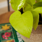 Scindapsus Golden Pothos – Plante D'Intérieur