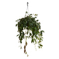 Aeschynanthus Marmoratus – Planta de interior
