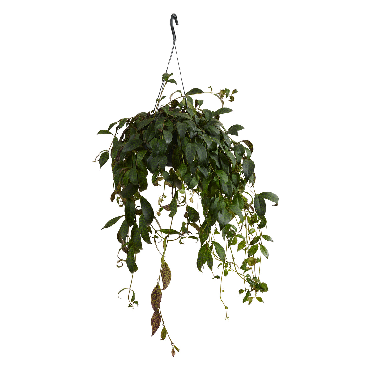Aeschynanthus Marmoratus – Planta de interior