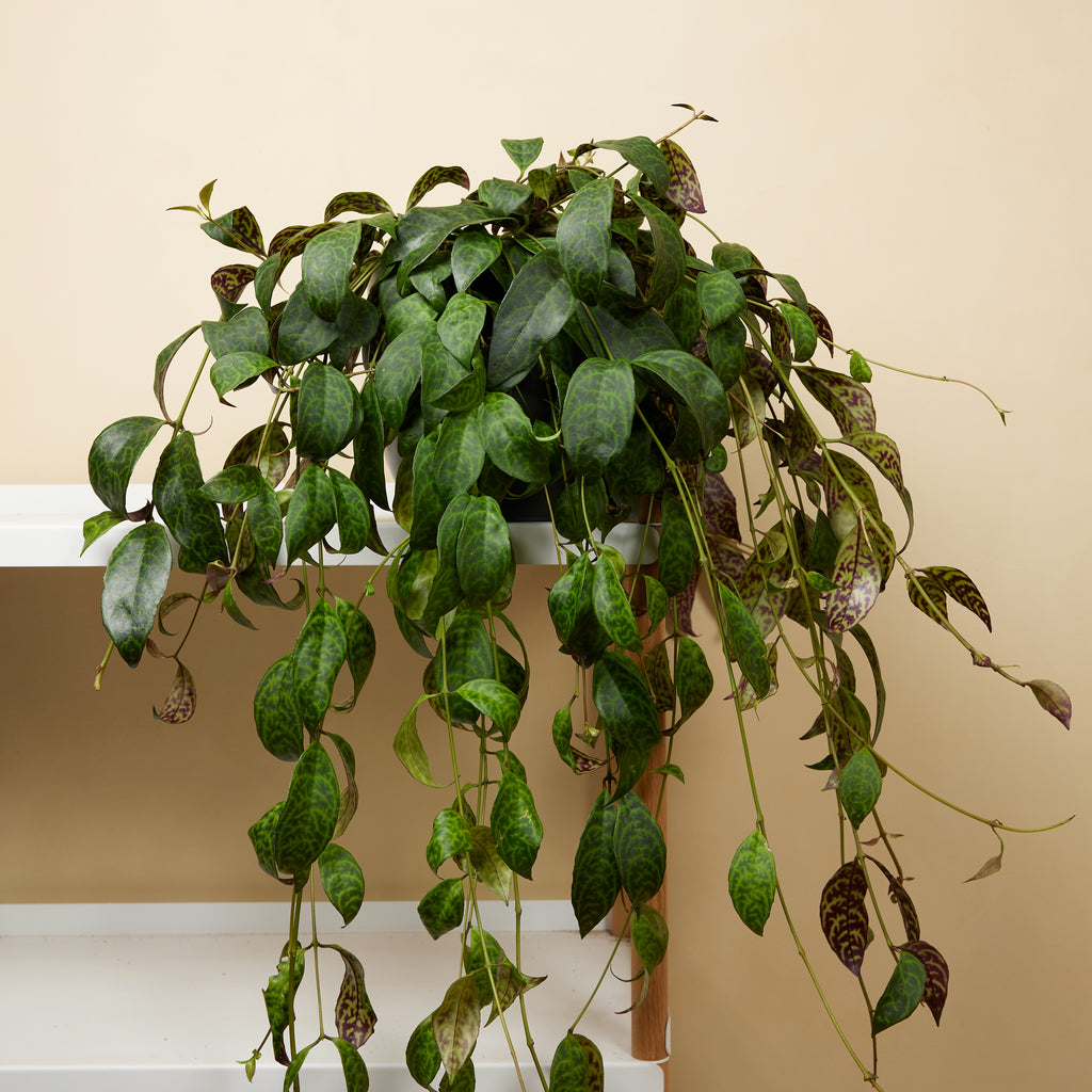 Aeschynanthus Marmoratus – Planta de interior