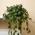 Aeschynanthus Marmoratus – Planta de interior