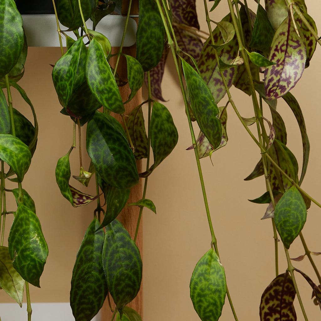Aeschynanthus Marmoratus – Planta de interior