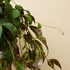 Aeschynanthus Marmoratus – Planta de interior