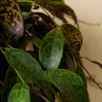 Aeschynanthus Marmoratus – Planta de interior