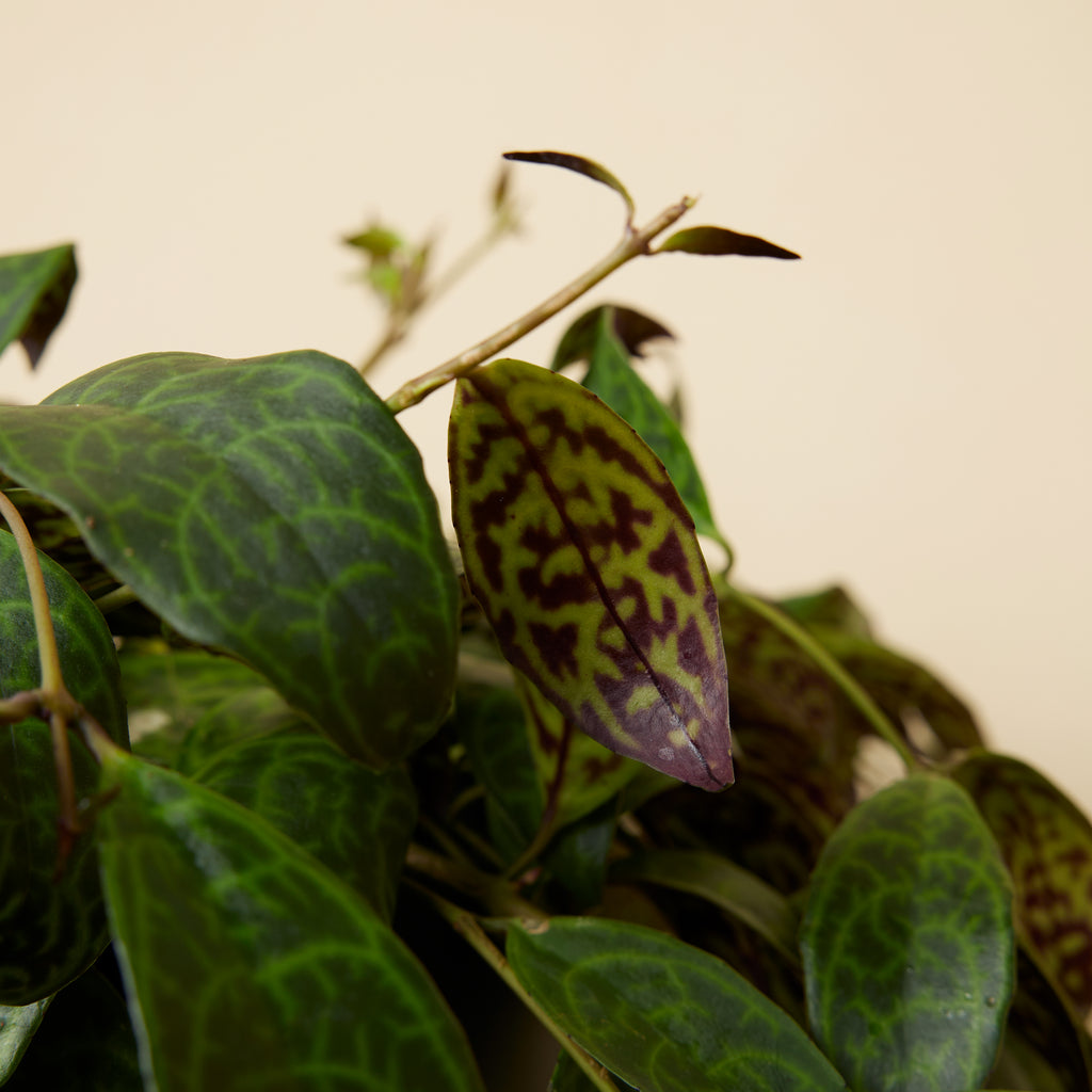 Aeschynanthus Marmoratus – Planta de interior