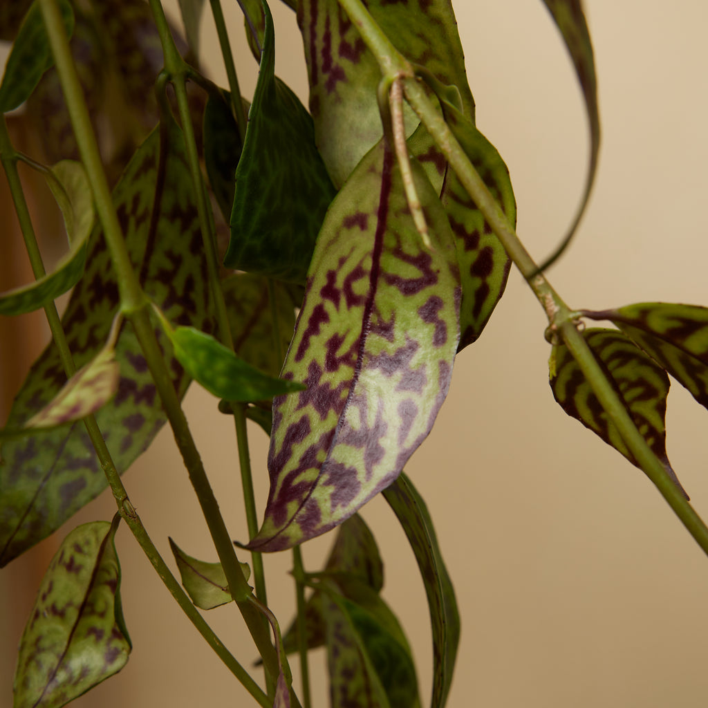 Aeschynanthus Marmoratus – Planta de interior