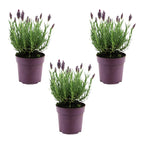 Set of 3 Butterfly Lavender Anouk – Outdoor Plant