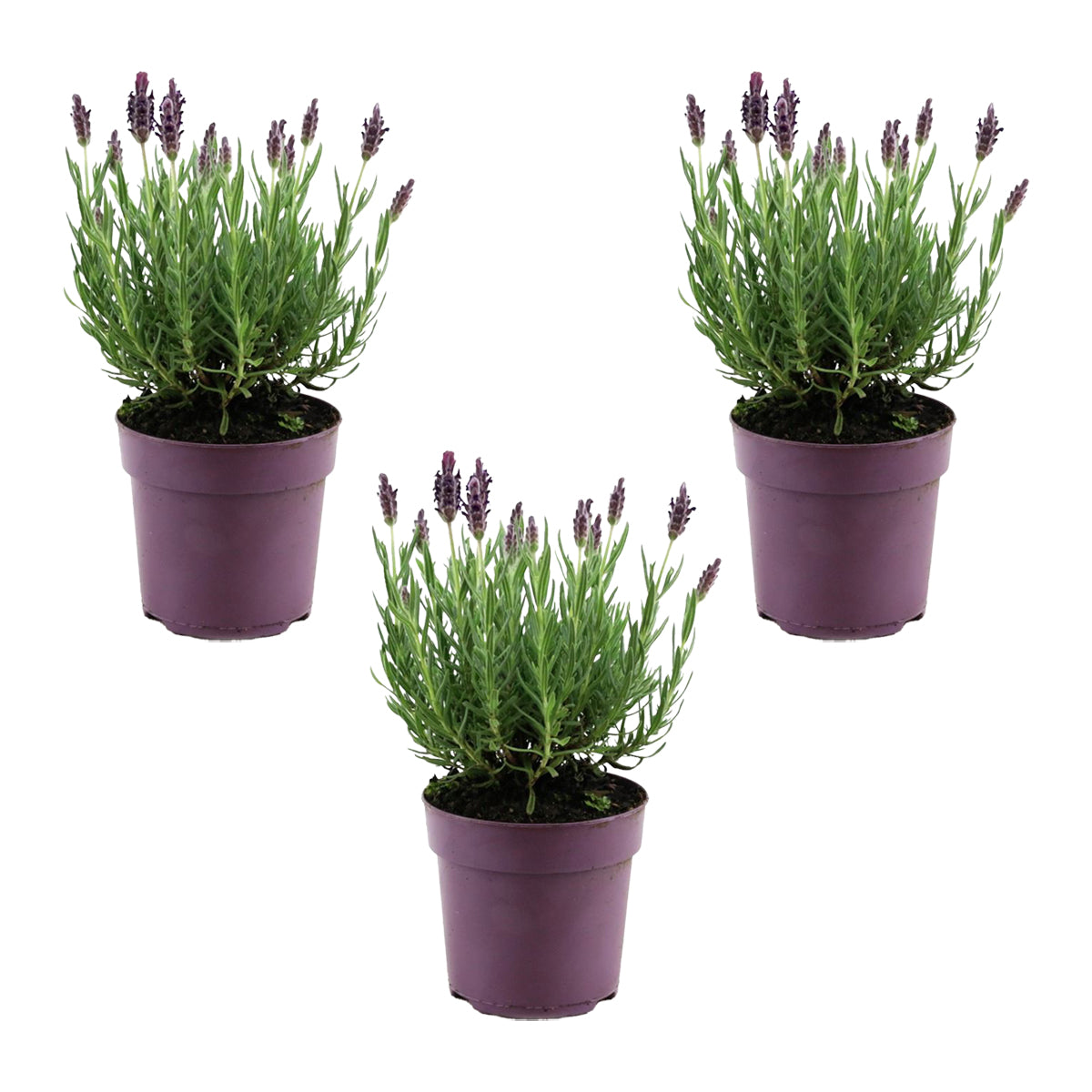Set of 3 Butterfly Lavender Anouk – Outdoor Plant