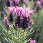 Set of 3 Butterfly Lavender Anouk – Outdoor Plant