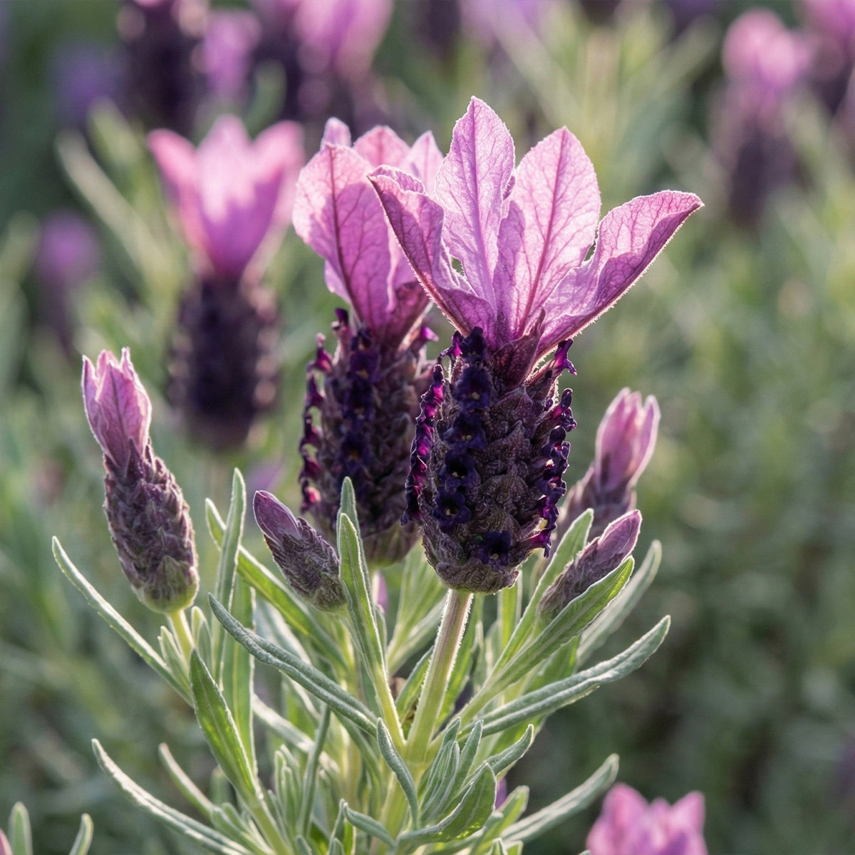 Set of 3 Butterfly Lavender Anouk – Outdoor Plant