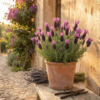 Set of 3 Butterfly Lavender Anouk – Outdoor Plant