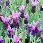 Set of 3 Butterfly Lavender Anouk – Outdoor Plant