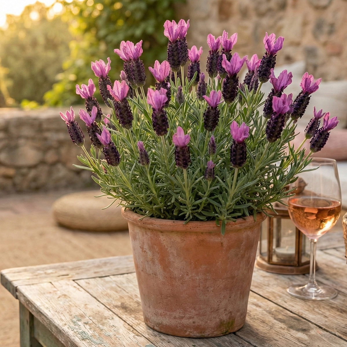 Set of 3 Butterfly Lavender Anouk – Outdoor Plant