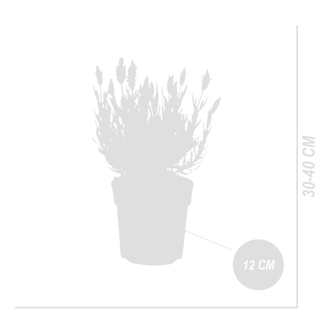 Set of 3 Butterfly Lavender Anouk – Outdoor Plant