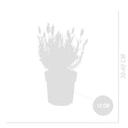 Set of 3 Butterfly Lavender Anouk – Outdoor Plant