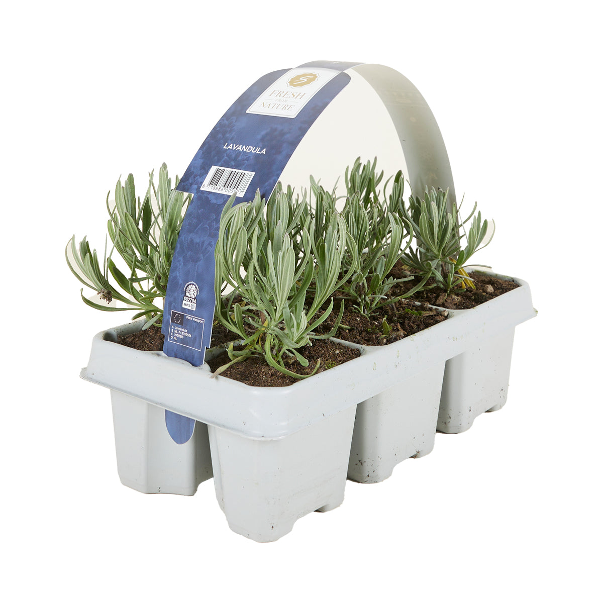 Set of 6 White Lavenders – Outdoor Plant