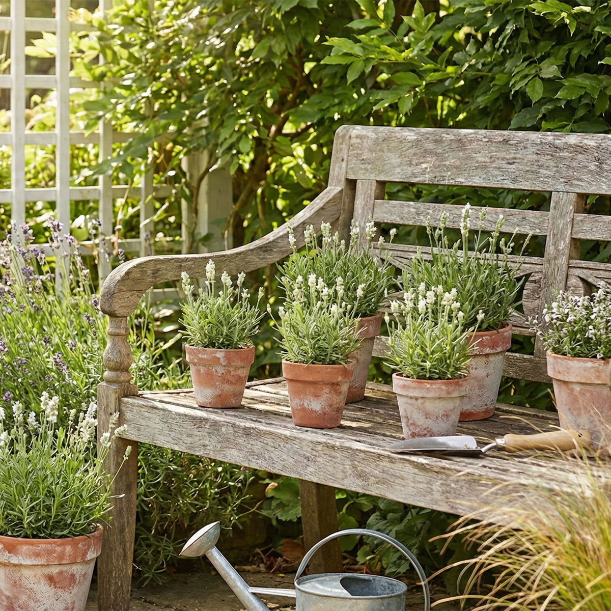 Set of 6 White Lavenders – Outdoor Plant